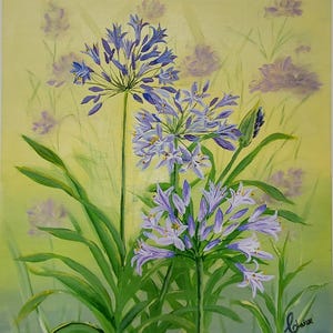 Agapanthus