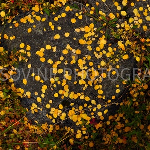 Fallen Aspen Leaves