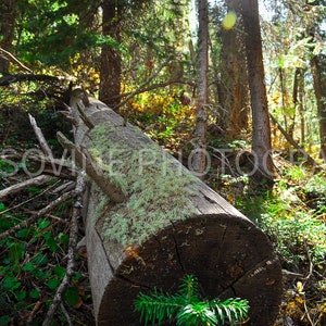 Lush Forest Log