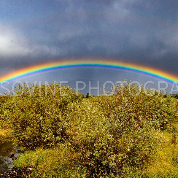 Rainbow Over Willows - landscape - digital download - wall art - photography