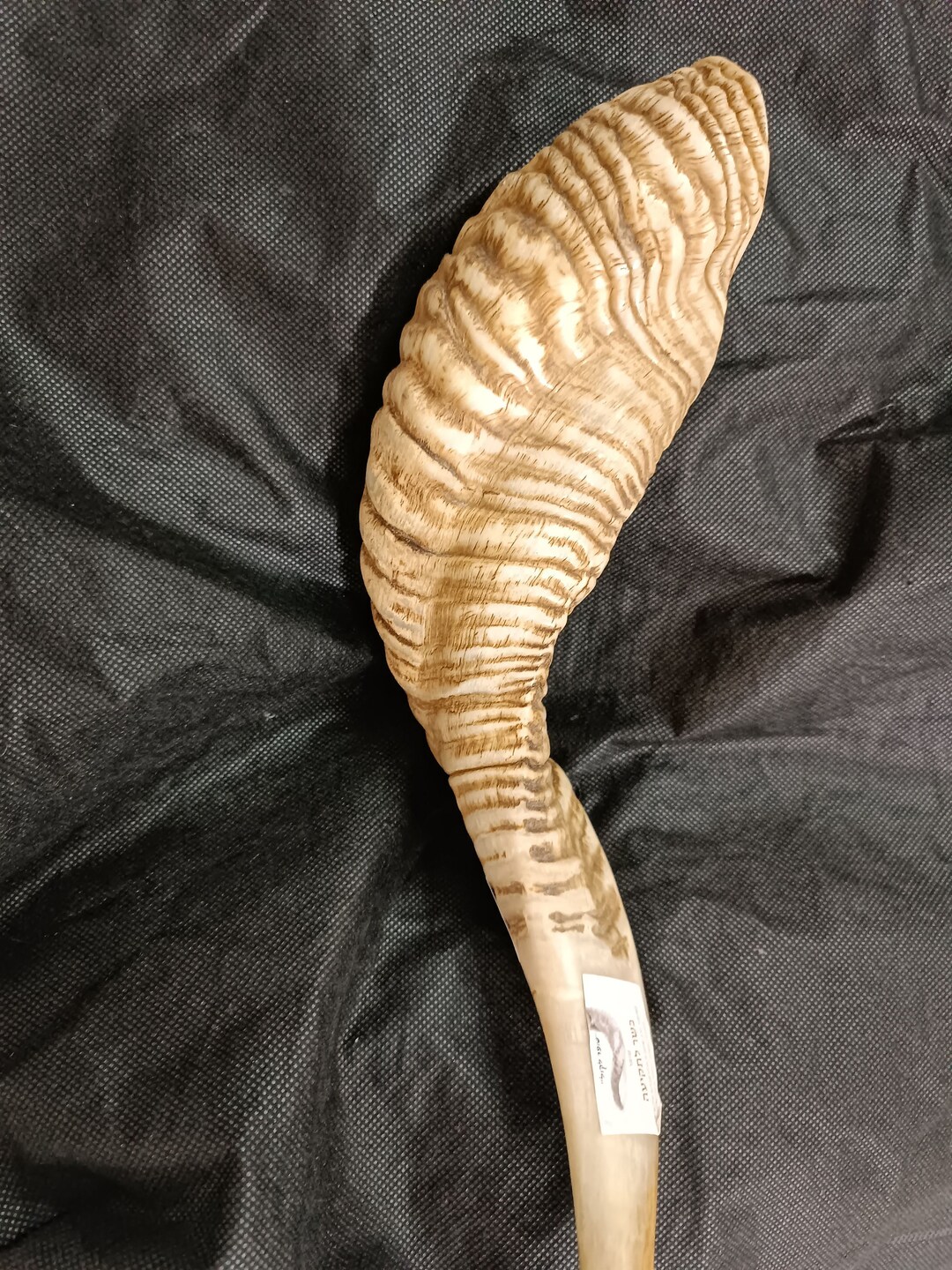 Shofar Trumpet. A Mysterious and Intriguing Jewish Instrument Etsy