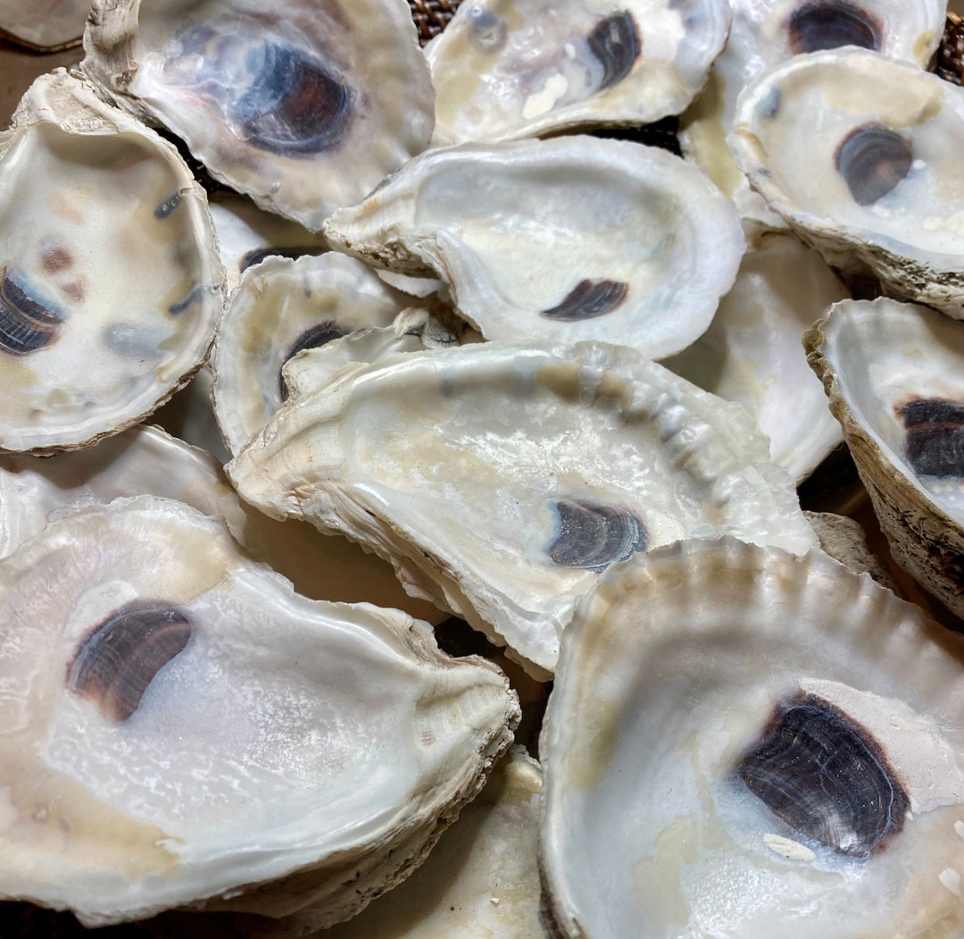Bulk Oyster Shells 4 to 5 MIXED Option to Drill, Crafts, Decoupage