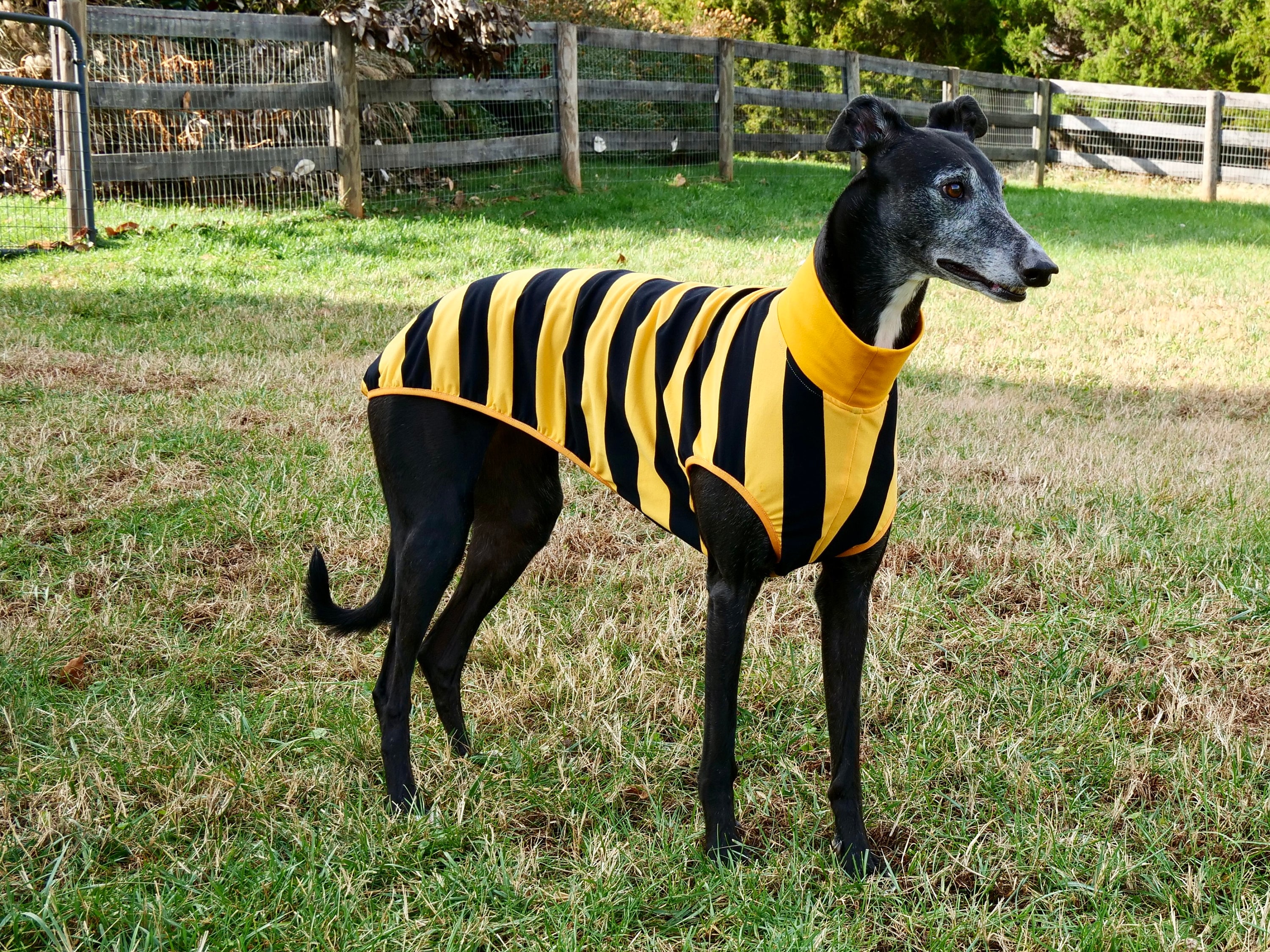 Greyhound Costumes
