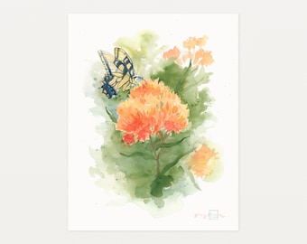 Asclepias tuberosa - Watercolor Art Print by Elizabeth Manning, Limited Edition, 11x14, 17x22in