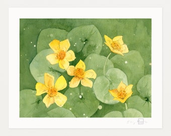 Marsh Marigold - Watercolor Art Print by Elizabeth Manning, Limited Edition, 11x14