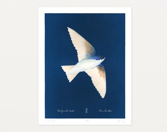 Tree Swallow, Watercolor & Cyanotype Art Print by Elizabeth and James Manning, Limited Edition, 11x14