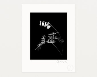 Dutchman's Breeches, Black and White Photography Print by James Manning, Limited Edition, 11x14, 17x22in