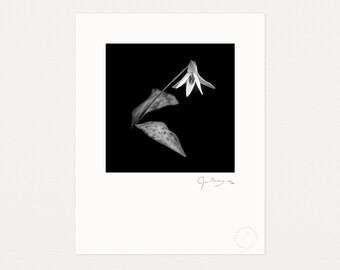 Trout Lily, Black and White Photography Print by James Manning, Limited Edition, 11x14, 17x22in