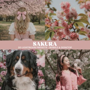 Peut inclure: Un collage de quatre images sur le thème rose et blanc. Les images comprennent une personne avec un nœud rose, des gros plans de fleurs de cerisier roses, un bouvier bernois et une personne en vêtements roses. Le texte "SAKURA" et "20 LIGHTROOM PRESETS • MOBILE & DESKTOP" sont également présents.