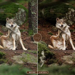 May include: A wolf sits in a forest setting, scratching behind its ear with its hind leg. The wolf is brown and gray with a white chest. The forest floor is covered in brown leaves and green moss.