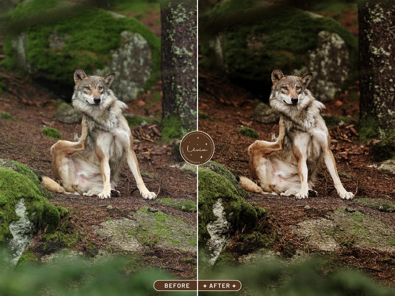 May include: A wolf sits in a forest setting, scratching behind its ear with its hind leg. The wolf is brown and gray with a white chest. The forest floor is covered in brown leaves and green moss.