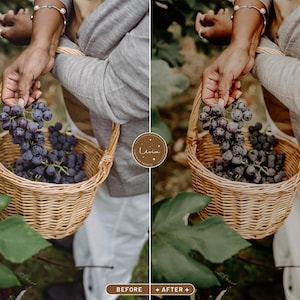 May include: A person holding a wicker basket filled with dark purple grapes. The basket has a woven handle and is sitting on a green leafy background.