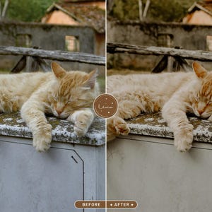 May include: A light brown tabby cat sleeping on a white concrete surface with a rough texture. The cat is curled up with its paws tucked under its body. The cat's eyes are closed and its whiskers are visible.