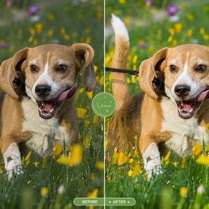 Może przedstawiać: Por&oacute;wnanie obok siebie psa rasy beagle biegnącego przez pole ż&oacute;łtych kwiat&oacute;w. Pies ma brązowo-czarno-białe futro, klapnięte uszy i otwarty pysk z wyciągniętym językiem. Widoczne jest zielone okrągłe logo z napisem Livia.