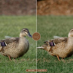 May include: A brown and gray duck with a purple stripe on its wing is standing on green grass. The duck is looking to the right of the image.