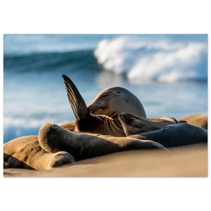 Majestätischer Seelöwe am Meer Poster - San Diego Wild Animal Print