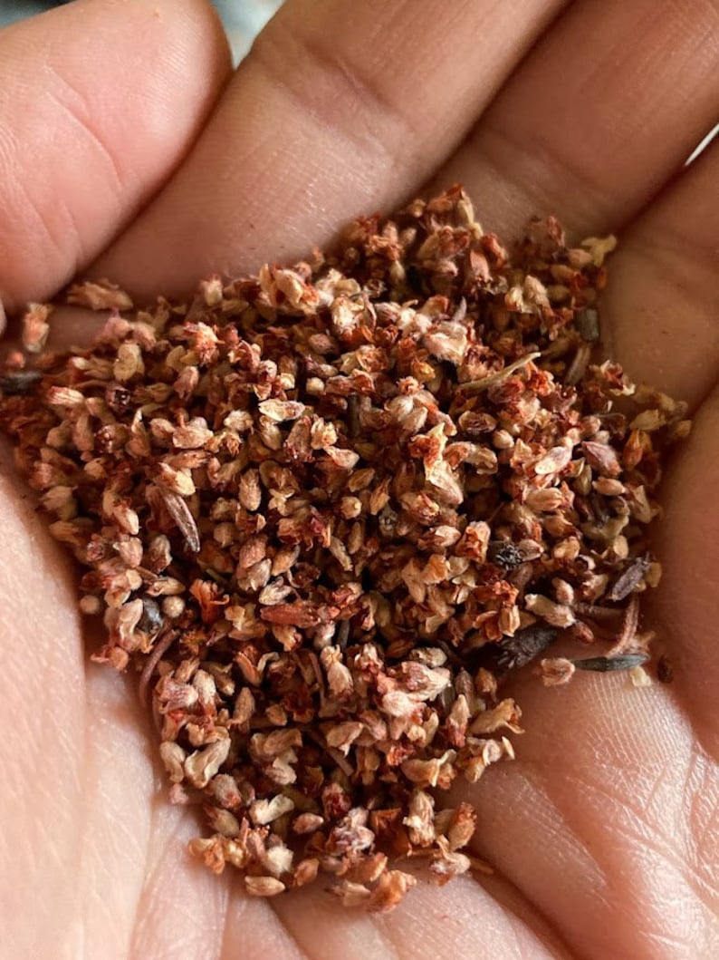 Eriogonum Fasciculatum California Buckwheat Seeds Etsy