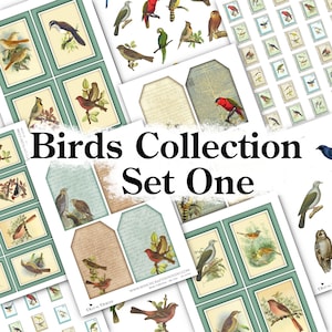 Birds Collection - Set One - DI-10194 - Printable Digital Download