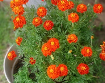 Marigold Seeds, French Double Drawf