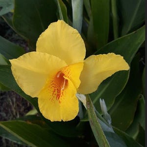 Combo Pack 5 Red 5 Yellow Canna Lily Rhizomes