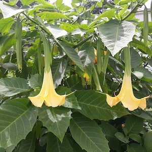 Yellow Brumesia Angel Trumpet CUTTING