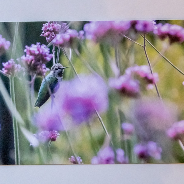 Hummingbird in Purple Flowers 5x7 Note Card, Greeting Card, Impressionist, Photograph, Press Printed Watercolor paper, Wildlife, Nature