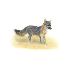 Eight (8) Greeting Cards, California Grey Fox. Cute greeting cards, Christmas gifts for fox lovers, greeting cards for fox and animal fans