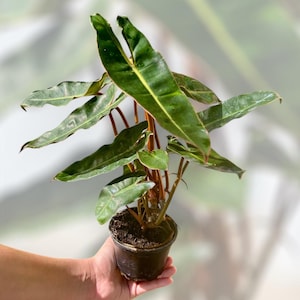 4” ‘Billietiae’ Philodendron