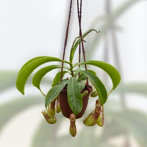 4” ‘Alata’ Nepenthes Hanging Basket