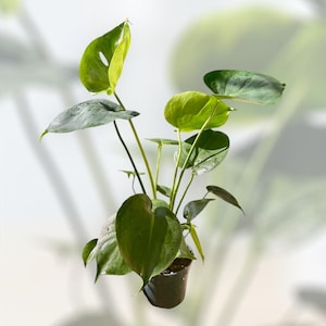 4” ‘Deliciosa’ Monstera