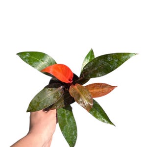 4” ‘Sun Red’ Philodendron