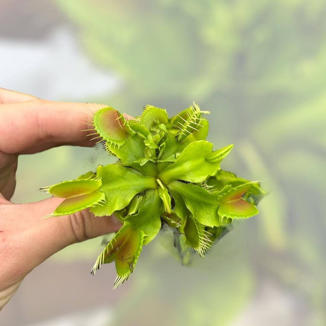 Venus Fly Trap ‘Big Mouth’ Starter