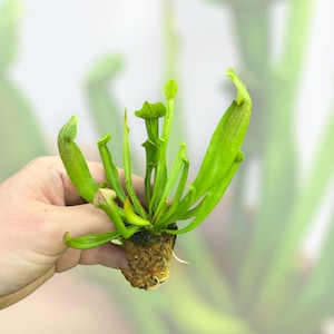 Sarracenia ‘Maroon’ Pitcher Plant Starter