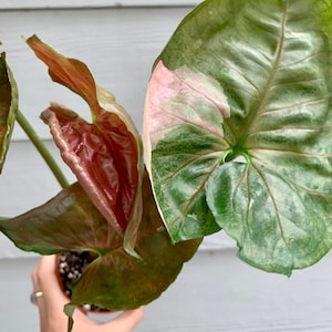Syngonium Strawberry Ice