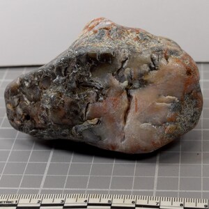 Tumble Polished Coprolite Dinosaur Dung Fossil Specimen 292 Grams Natural Stone