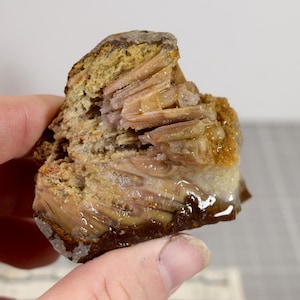 May include: A raw mineral specimen featuring a rough, brownish-tan exterior crust and an exposed interior section displaying layered, translucent pinkish-tan crystalline structures with a glossy, smooth, and banded appearance throughout.