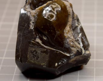 Gepolijste fossiele schelphoorn van Montana's Bear Paw Formation: display met antieke zeemonsters