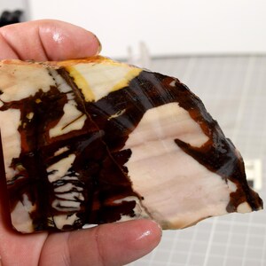 May include: A polished slab of petrified wood featuring a high-contrast pattern of creamy white, tan, and deep dark brown bands. The stone has a smooth, glossy surface that highlights the organic, layered mineral grain and natural textures.