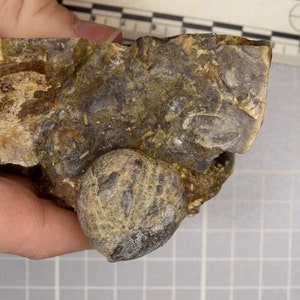 Equinoide raro de la Formación de la Pata de Oso: Fósil de erizo de mar prehistórico en matriz natural
