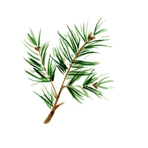 Pine Snip Downloadable Original Watercolor