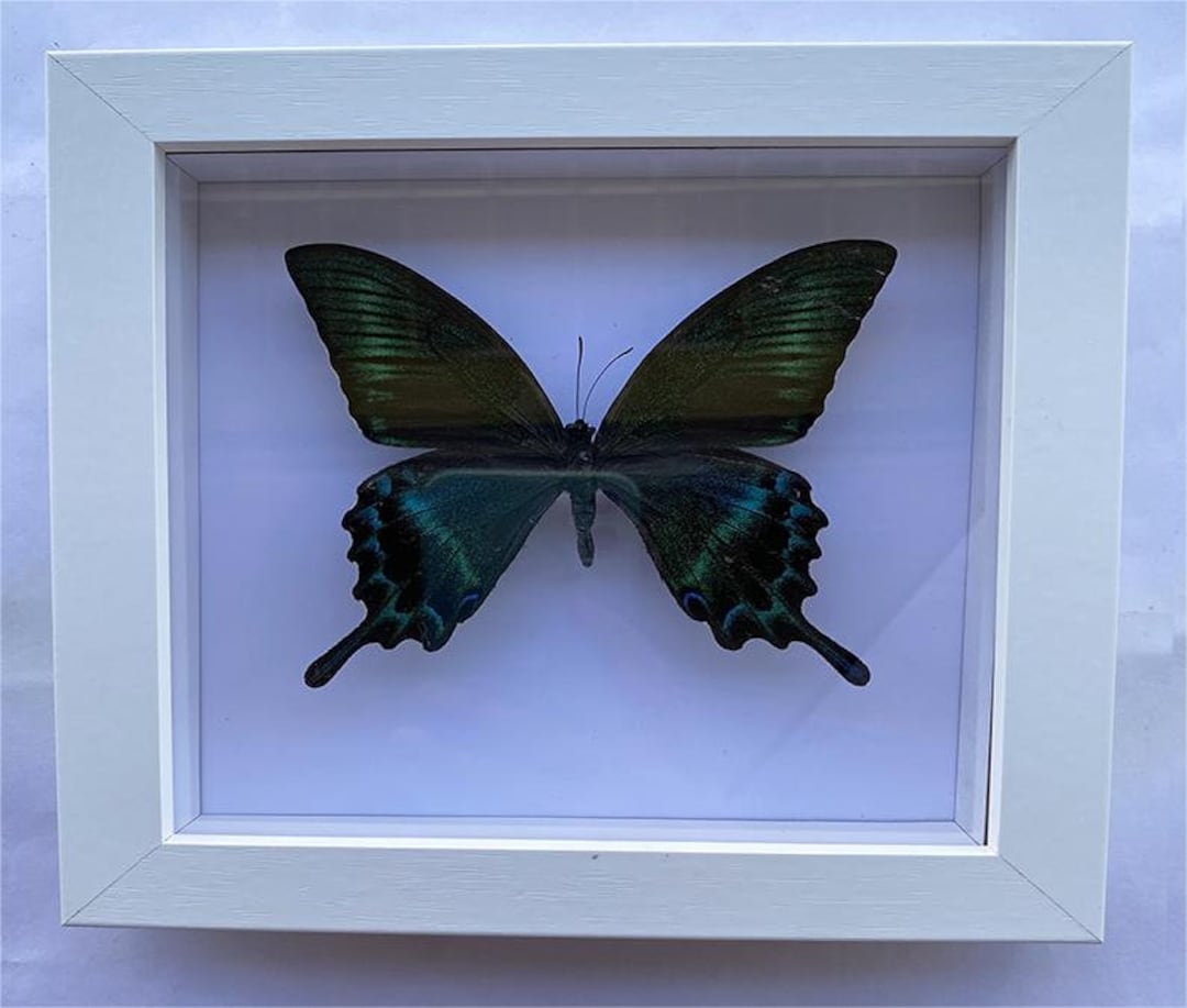 Butterfly Taxidermy Art Wooden Frame Butterfly Specimen Wall - Etsy