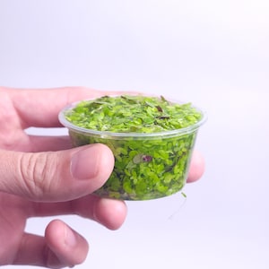 May include: A small, clear plastic container filled with vibrant green aquatic plants. The plants have small, rounded leaves and a few reddish-purple accents. The container is held against a plain white background.