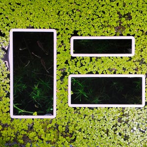 May include: Three white rectangular floating rings are positioned on a surface covered in small green duckweed. The largest vertical ring contains dark water with visible aquatic plants and small fish, while two smaller horizontal rings float nearby.
