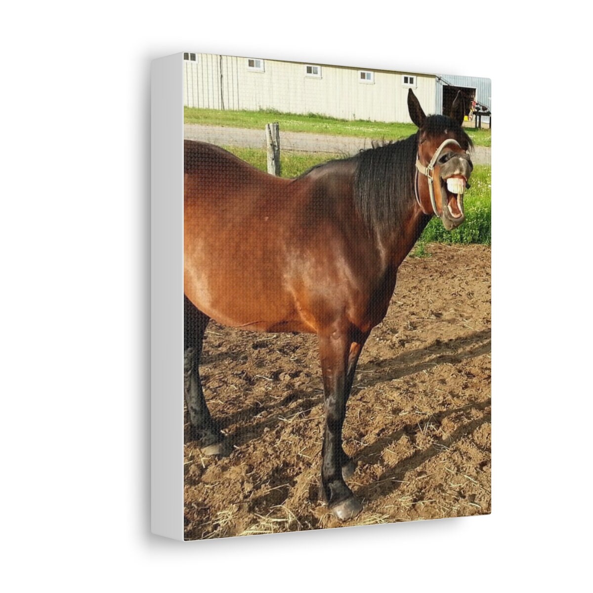 Farm Animal Canvas Etsy