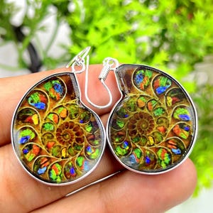 May include: Silver earrings with ammonite fossil pendants. The pendants show a spiral pattern with green, blue, orange, and yellow colours. The earrings are set against a blurred green background. The earrings are a unique piece of jewellery.