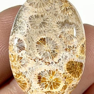 Oval Fossil Coral Gemstone, Polished Stone, Jewelry Making (26x18x5mm)