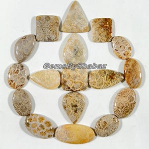 Natural Fossil Coral Gemstone Cabochons - Mix Shapes, Jewelry Making (20-30mm)