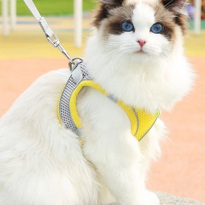 Harnais réglable avec laisse pour chat petit chien chaton veste