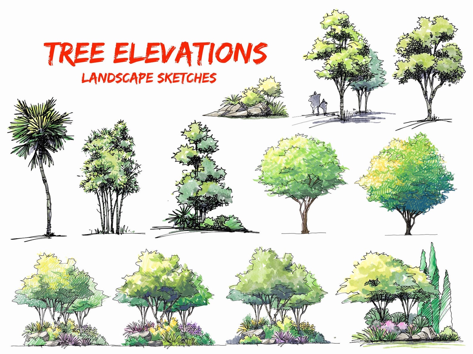 Handdrawn Trees, Tree, Tree Elevations PNG, Landscape Design Elements