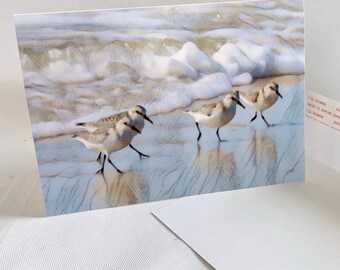 Sandpipers and Shorebirds Greeting Cards 5” X 7” with Envelopes
